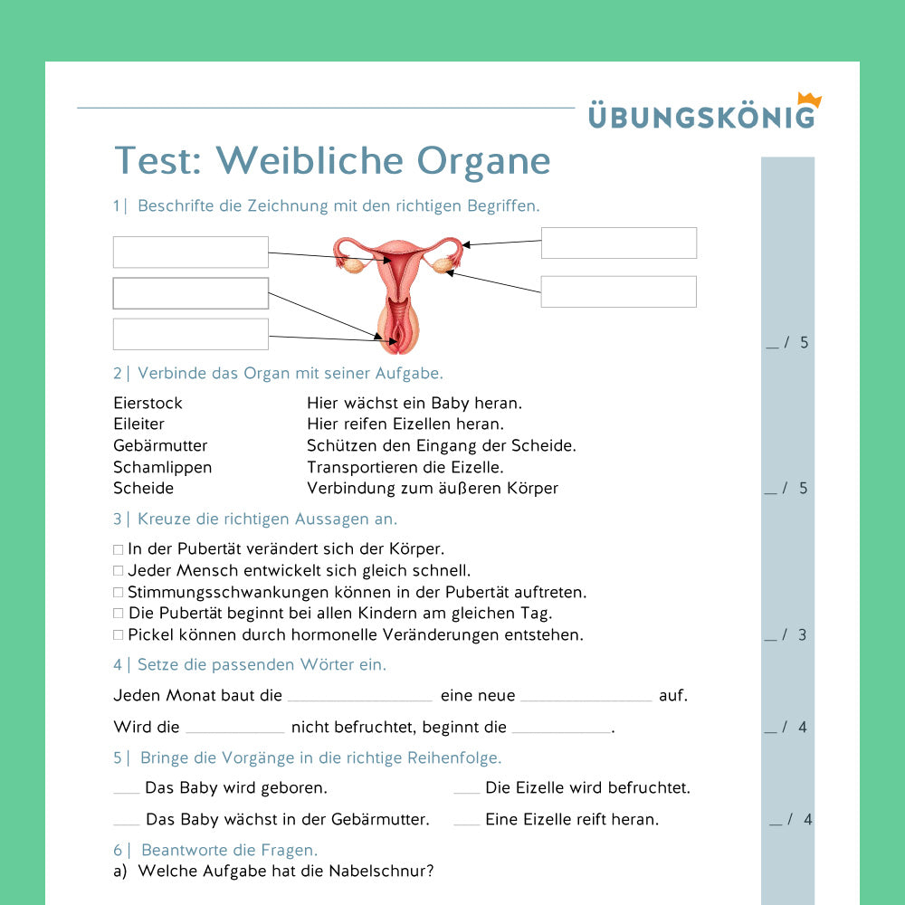 Königspaket: Fortpflanzung - weibliche Geschlechtsorgane (Biologie, 5. Klasse) - inklusive Test