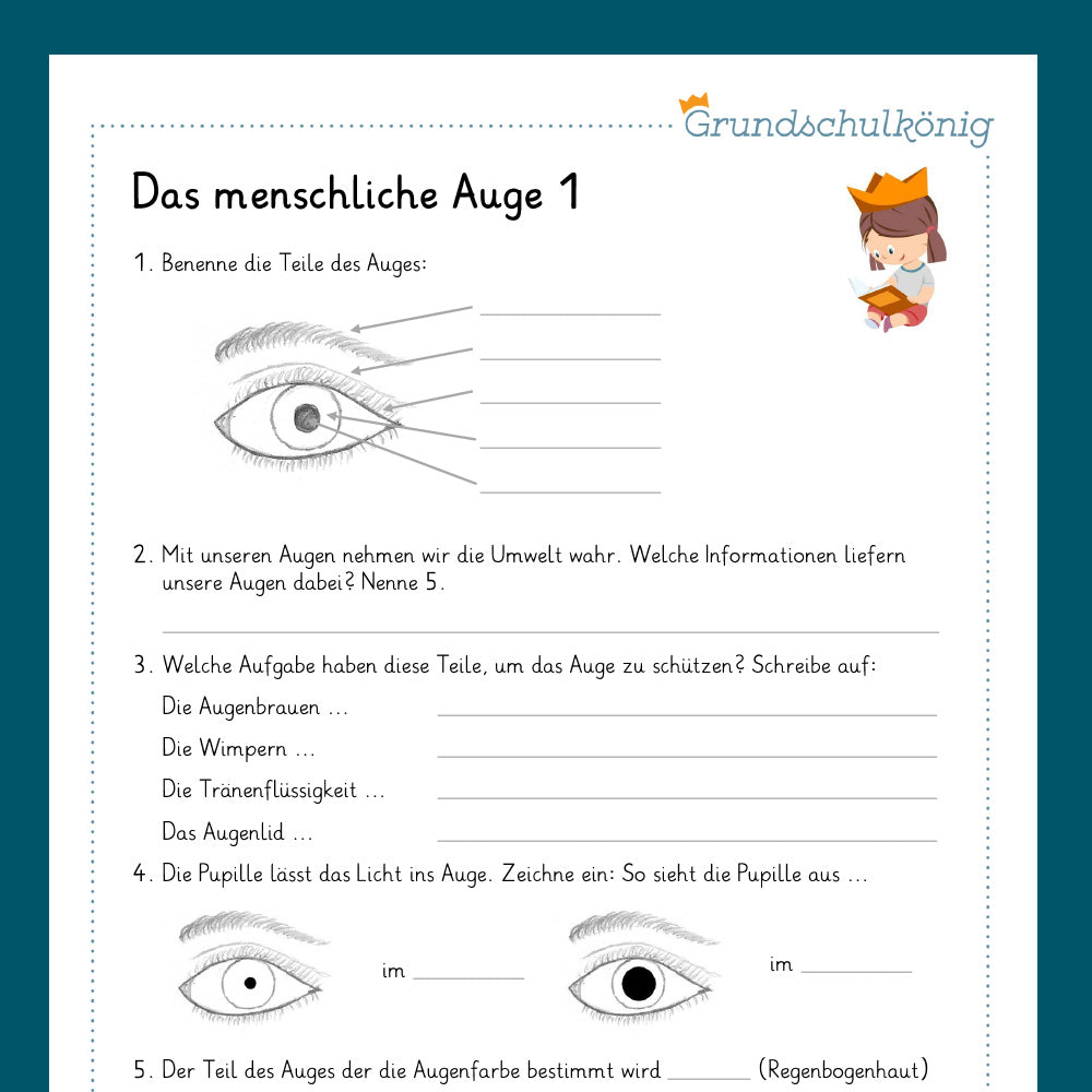Königspaket: Das Auge (Sachkunde, 3.& 4. Klasse)