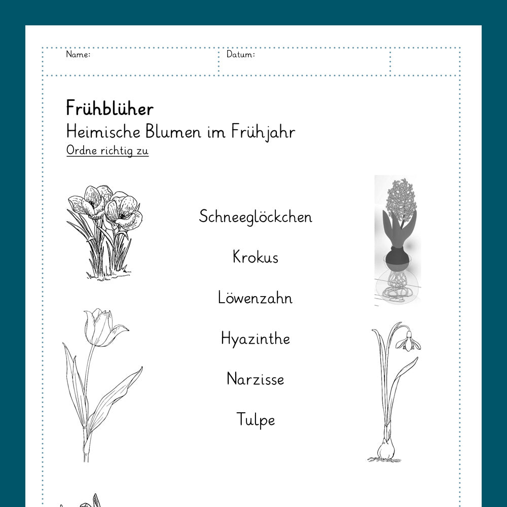 Königspaket: Frühblüher (Sachkunde)