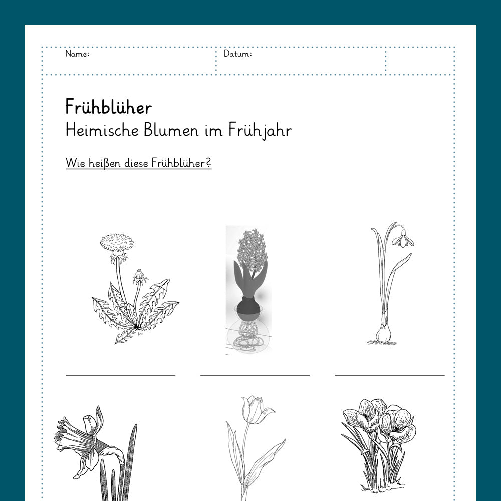 Königspaket: Frühblüher (Sachkunde)