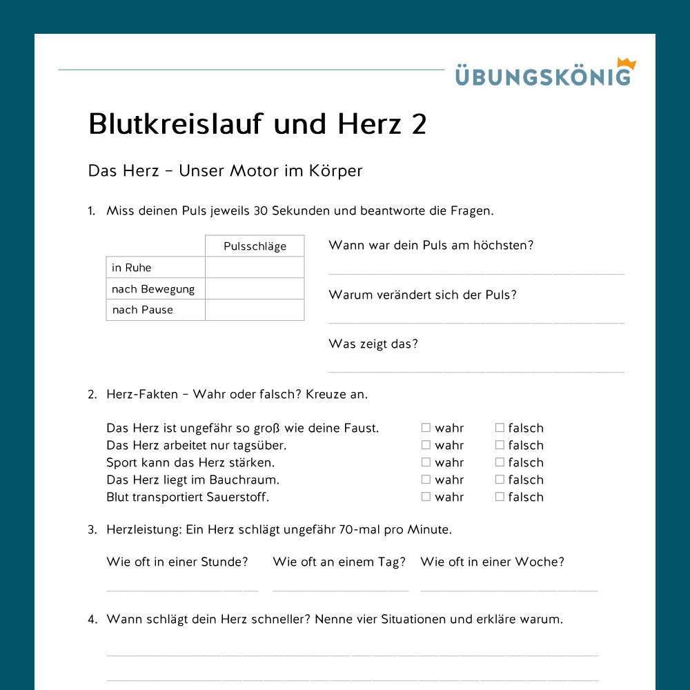 Königspaket: Blutkreislauf und Herz (Biologie, 5. Klasse) - inklusive Test