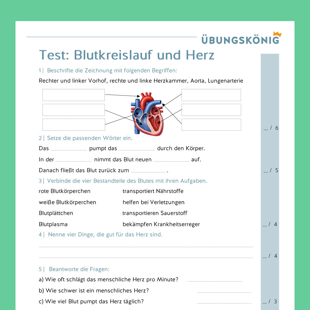 Königspaket: Blutkreislauf und Herz (Biologie, 5. Klasse) - inklusive Test