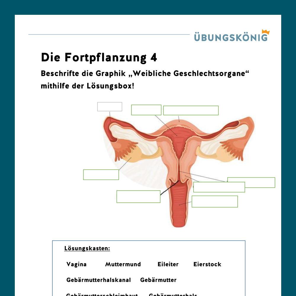 Königspaket: Weibliche Geschlechtsorgane (Biologie, 5. Klasse)