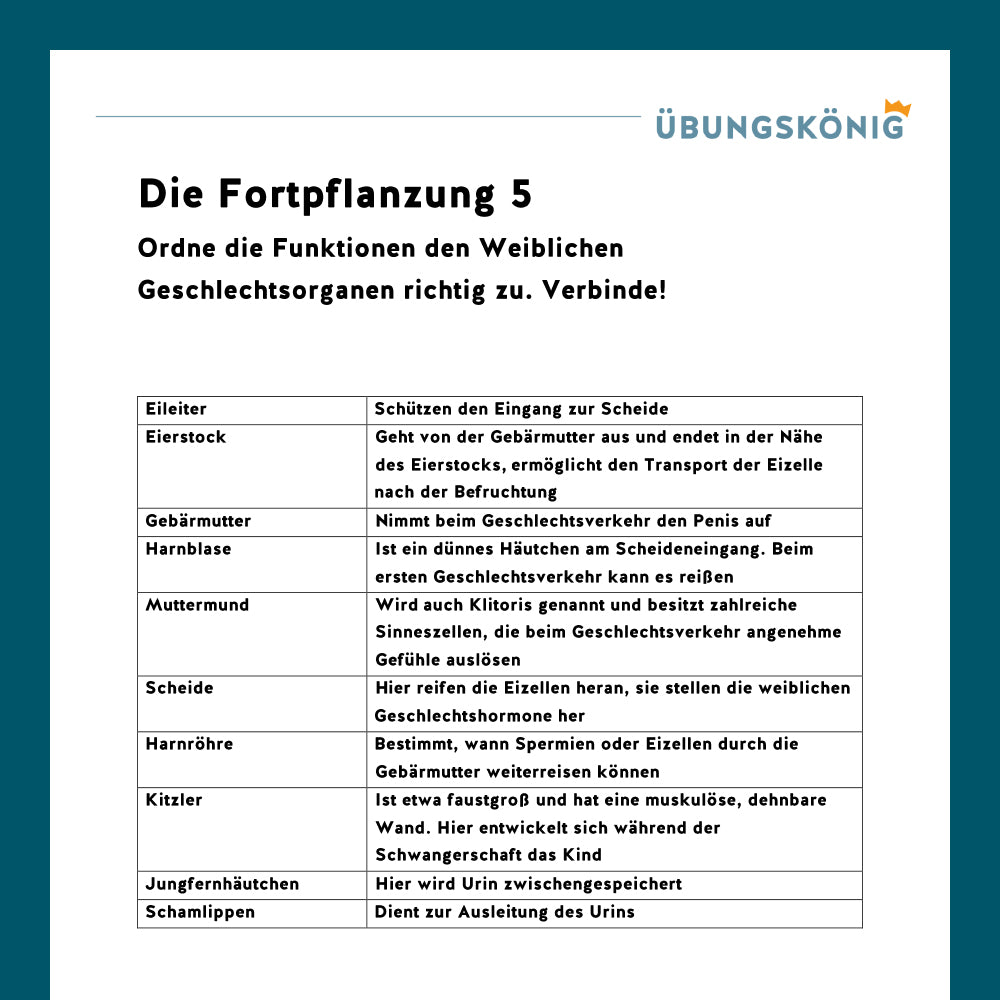 Königspaket: Weibliche Geschlechtsorgane (Biologie, 5. Klasse)