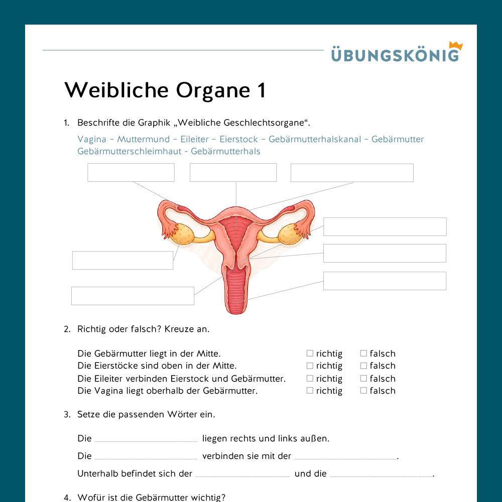Königspaket: Fortpflanzung - weibliche Geschlechtsorgane (Biologie, 5. Klasse) - inklusive Test