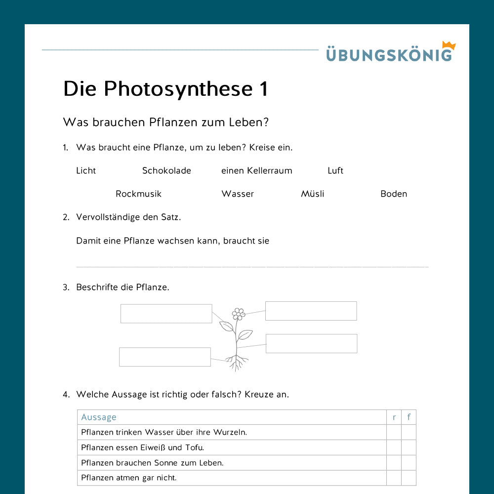 Königspaket: Photosynthese (Biologie, 5. Klasse)