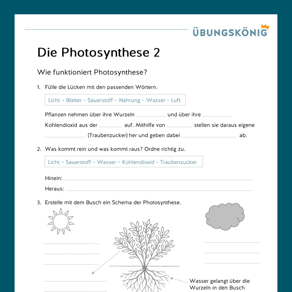 Königspaket: Photosynthese (Biologie, 5. Klasse)