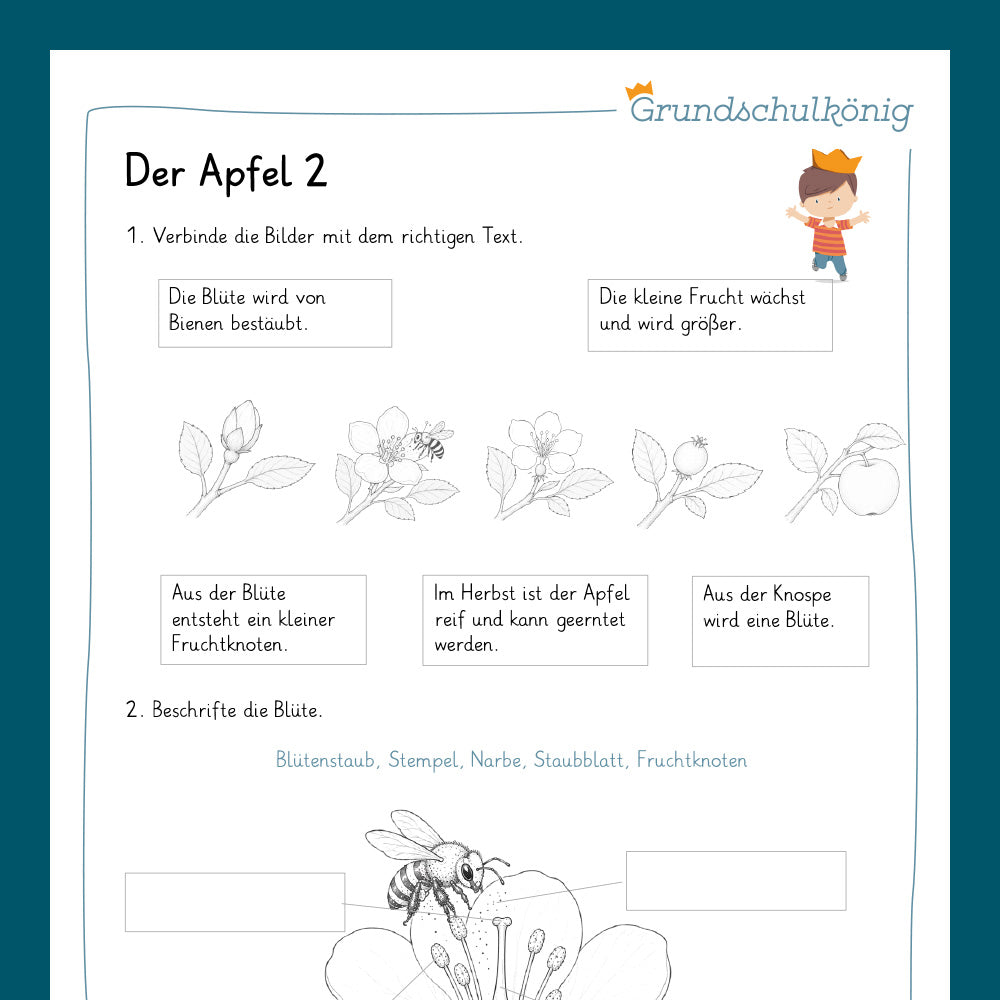 Königspaket: Der Apfel (Sachkunde 3.& 4. Klasse)