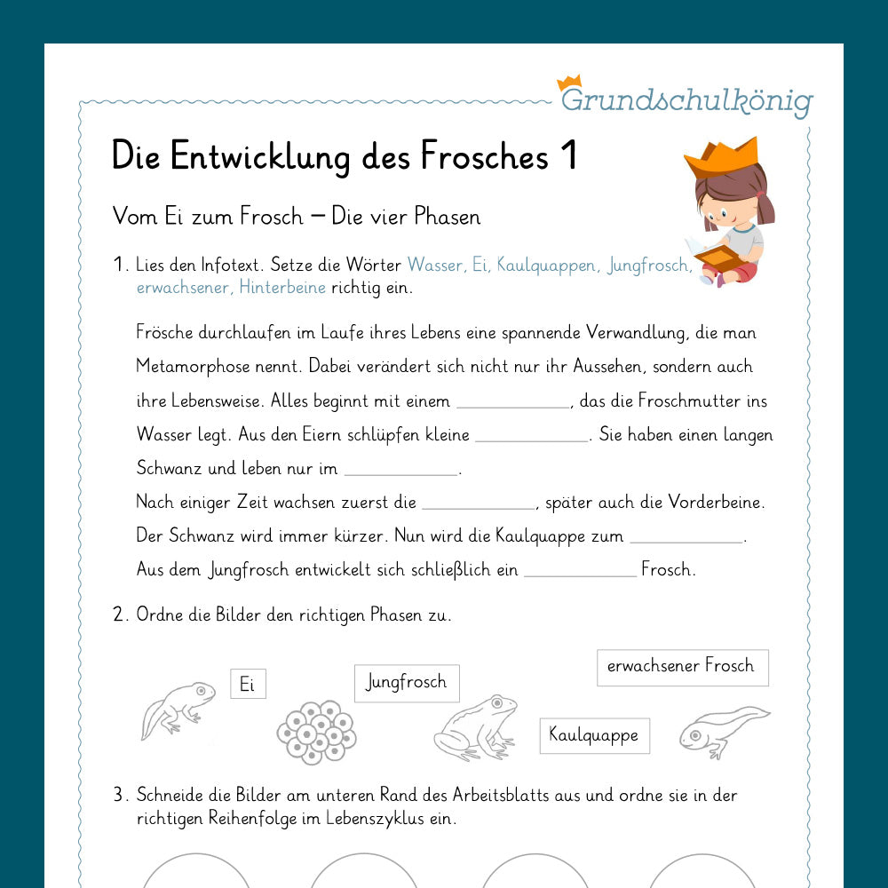 Königspaket: Der Frosch (Sachunterricht)