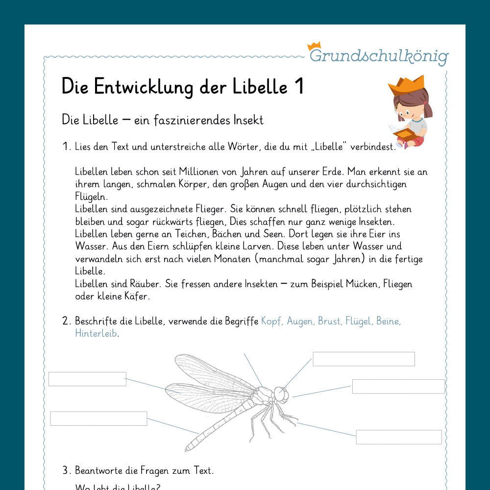 Königspaket: Die Entwicklung der Libelle (Sachkunde) - inklusive Test