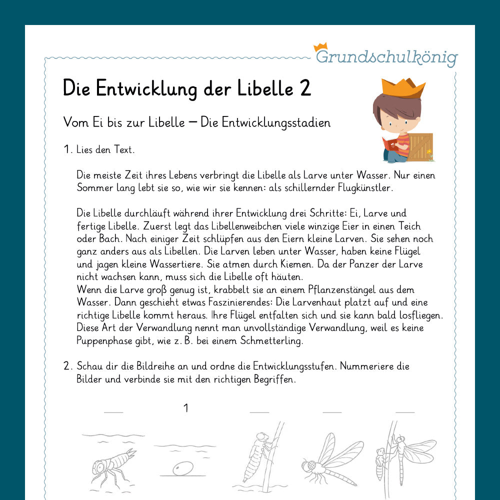 Königspaket: Die Entwicklung der Libelle (Sachkunde) - inklusive Test